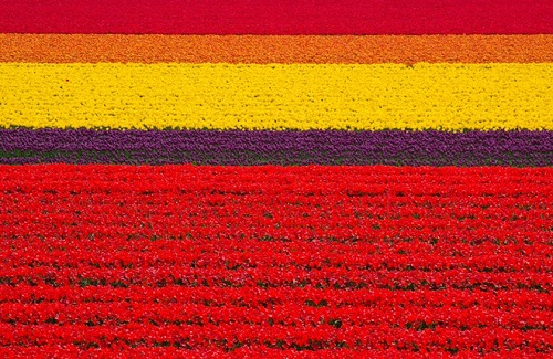 Nơi đây có những cánh đồng hoa tulip ngập tràn màu sắc, trải dài bất tận tạo nên những bức tranh muôn màu sắc, đẹp ngoài sức tưởng tượng của con người. Mùa hoa tulip bắt đầu từ cuối tháng 3 tới khoảng đầu tháng 8.